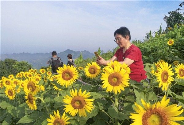 朵朵葵花开笑脸迎客来