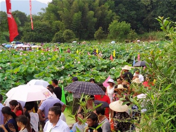 荷花映红脱贫路