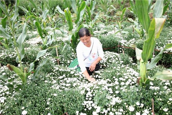 菊花地套种玉米多增收