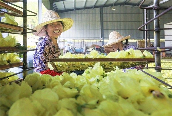 致富花儿开 采收加工忙