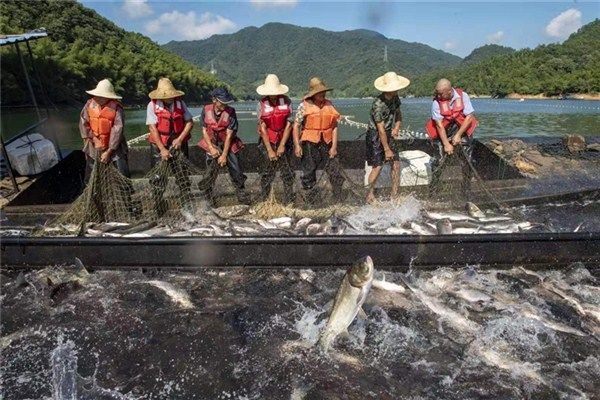 太平湖上鱼儿跃