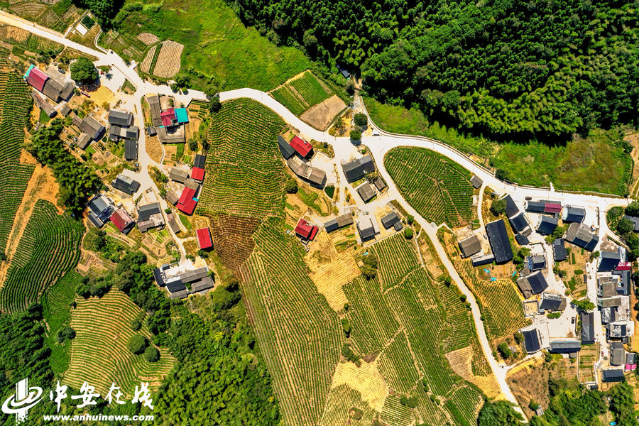 黄山：茶儿垅村诗画田园留住浓浓乡愁