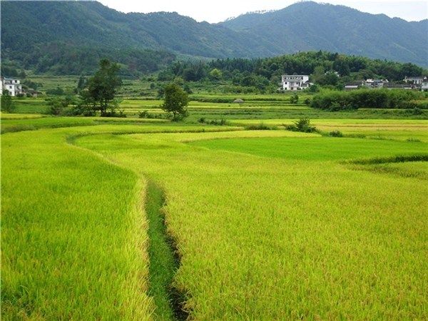 稻花香里说丰年