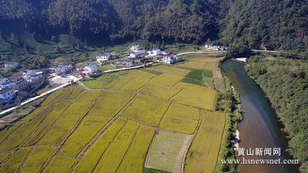 黟县宏潭乡：有机水稻喜获丰收