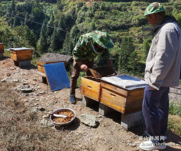休宁汪村镇：扶贫路上的“致富蜜”