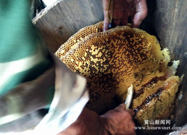 黟县洪星乡：发展特色养殖 贫困户的生活掉进了“蜜罐子”