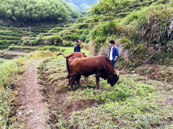 休宁县：产业扶贫促增收
