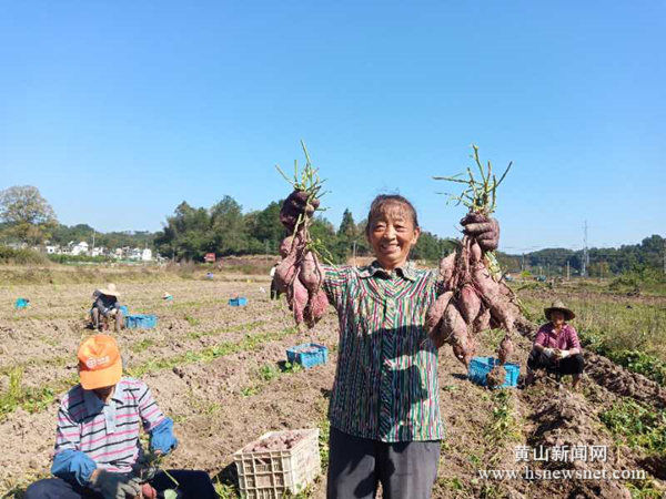 ​徽州区岩寺镇：香薯喜丰收 群众笑开颜