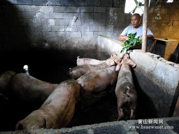 休宁璜尖乡：集体养猪场内的好“猪倌”