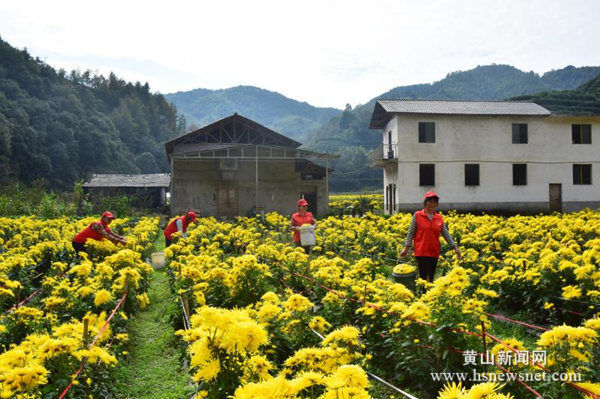 歙县坑口乡：助秋收 巾帼志愿者采菊忙