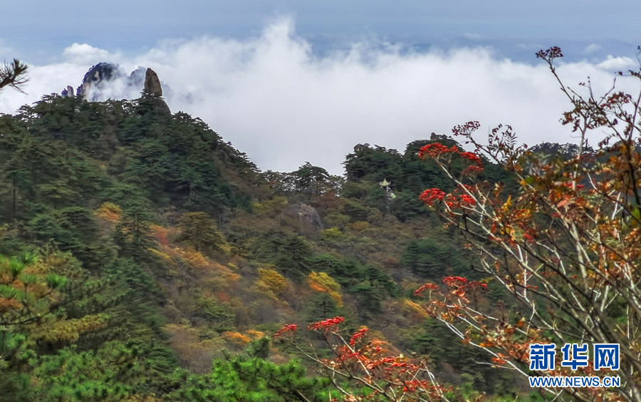 假日黄山秋意浓 云海缥缈迷游客