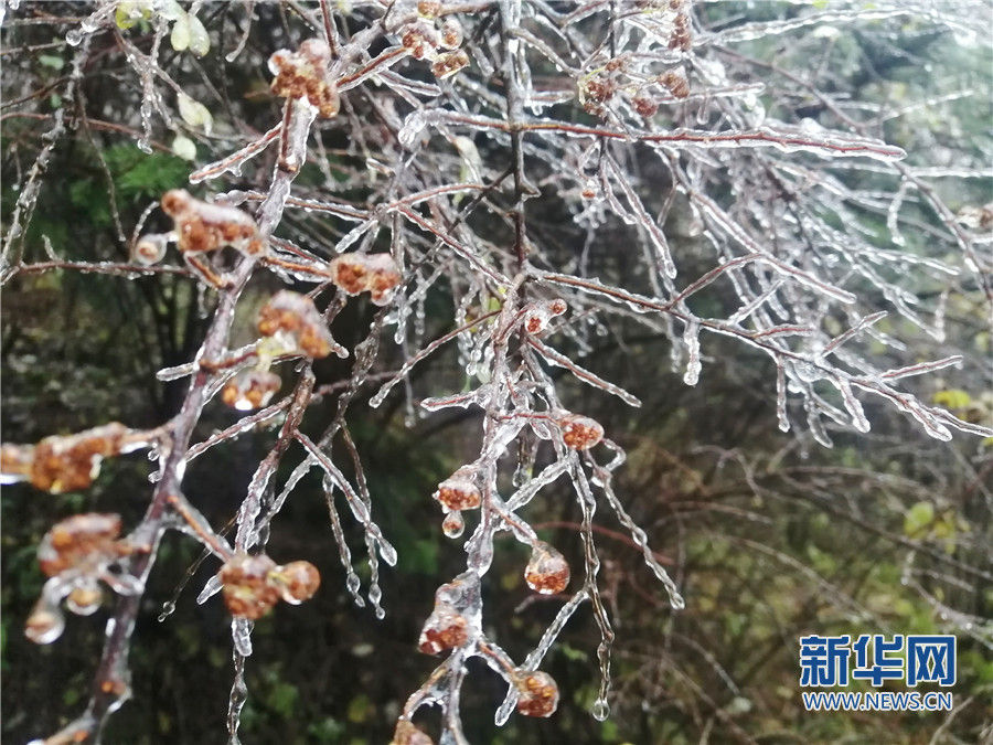 陕西太白山：玉树琼枝花艳娇