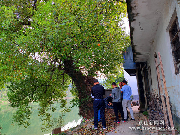 歙县坑口乡：古树修复护家园长青