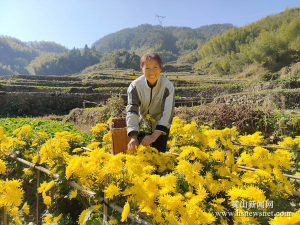 歙县北岸镇：勤劳走出贫困窝  金花铺就致富路
