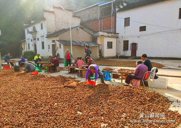 歙县坑口乡：油茶飘香 助农增收