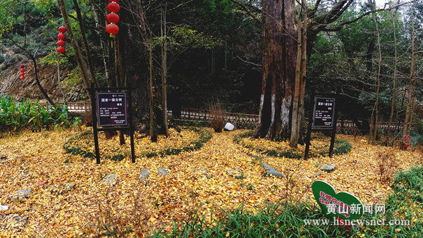 休宁县鹤城乡：千年古银杏  叶落满地“金”