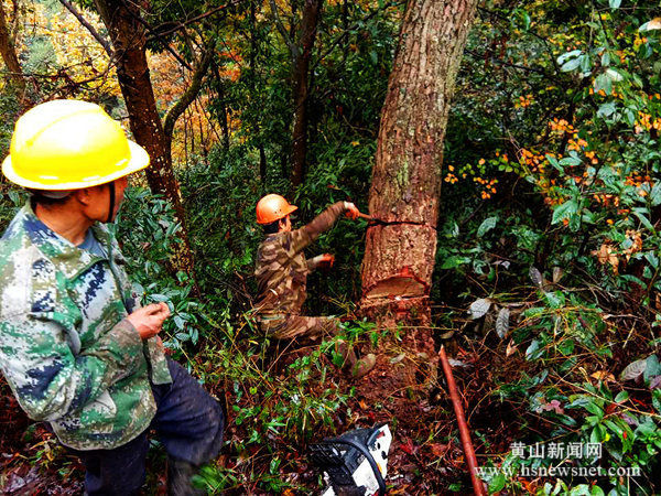 歙县坑口乡：除枯树 护山林