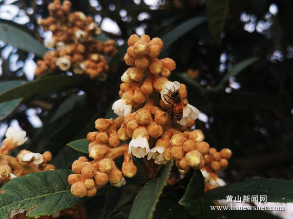 歙县坑口乡：果农争当护花使者
