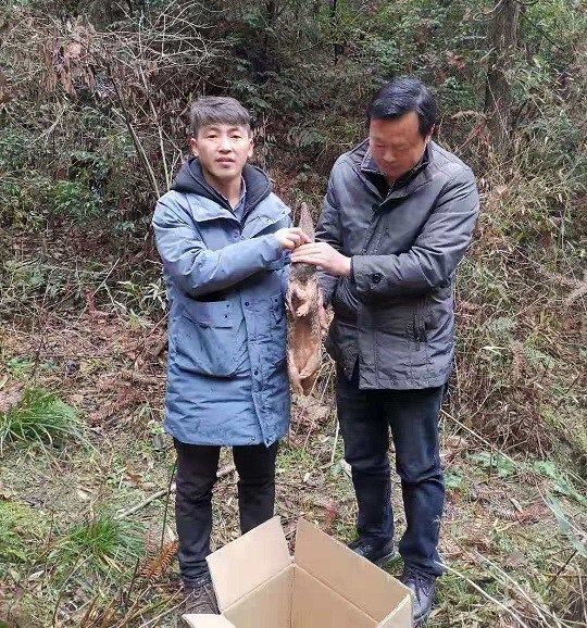 源芳乡一村民主动放生中华穿山甲