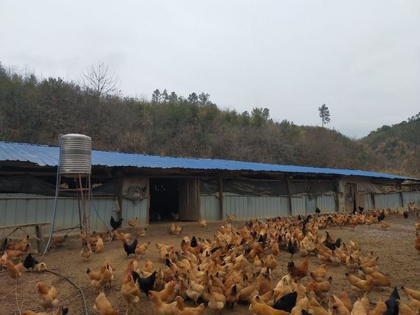 祁门：“80后”小伙返乡养鸡致富忙