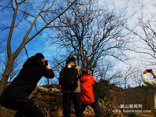 歙县三阳镇：高山老村柿子红