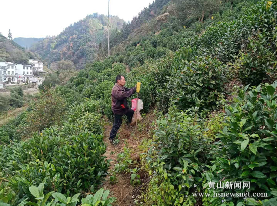 徽州区​茶园“黄板”回收助脱贫