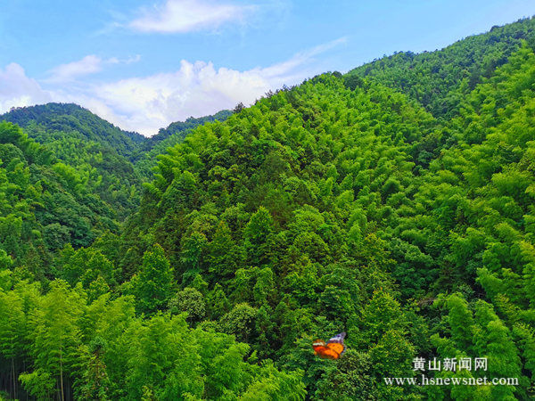 歙县坑口乡：竹海阳坑“编织”美丽乡村