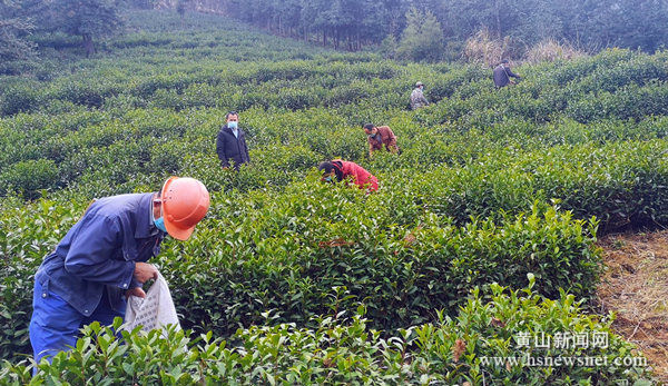 黟县美溪乡成立首家茶产业合作社联合体