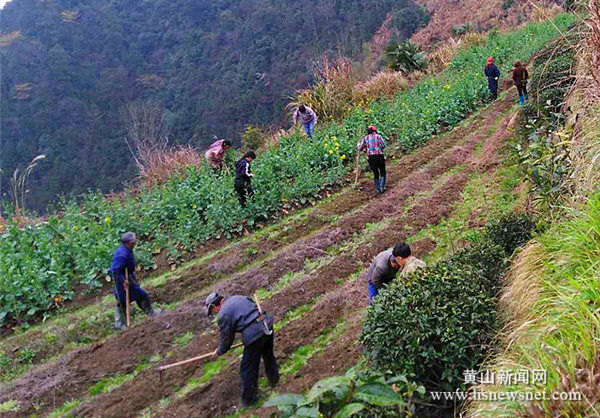 休宁溪口镇：种植绿梅苗木 助力脱贫攻坚