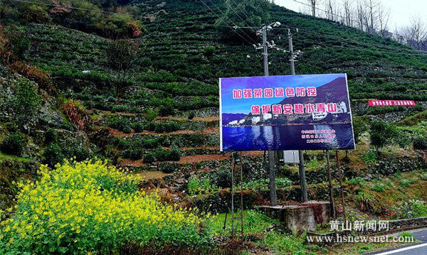 歙县新溪口乡稳步推进茶园病虫害绿色防控工作