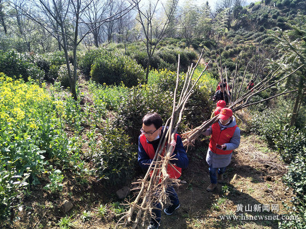 歙县三阳镇：义务植树添新绿