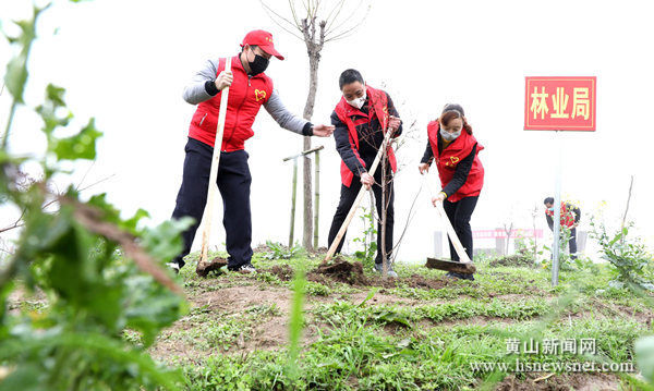 安徽歙县：植树造林绿新安