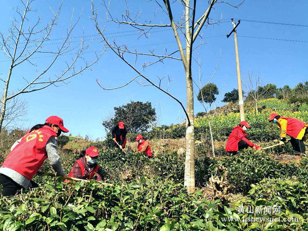 歙县杞梓里镇：巾帼造林绿乡村