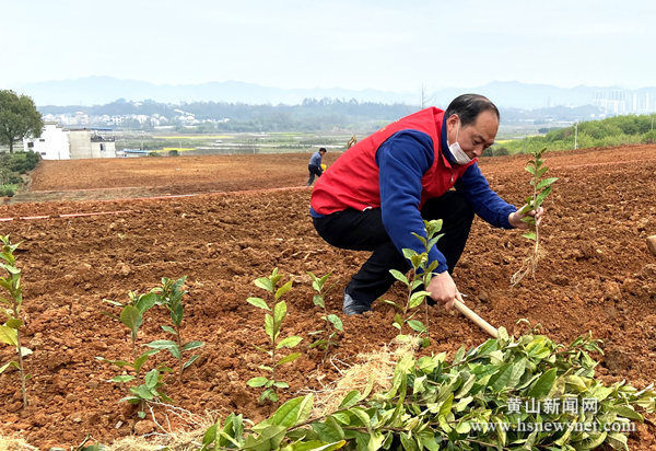 歙县富堨镇：“最美茶园”添新绿