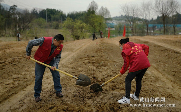黟县碧阳镇：春来植新绿 播种“桃经济”