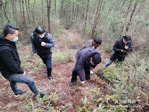 歙县北岸镇多举措扎实推进松线虫病防治工作