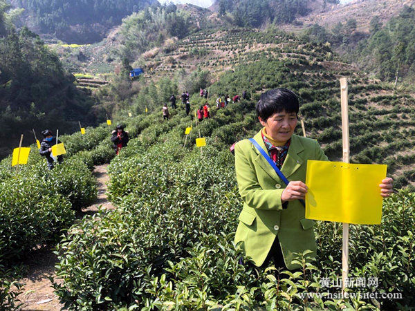 歙县三阳镇：生物防治提升茶品质