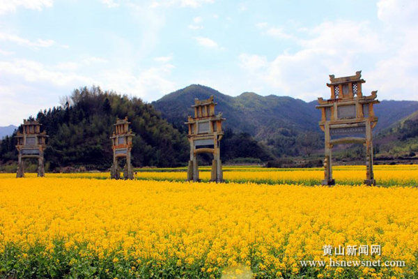 黄山区永丰乡打造“花海经济”
