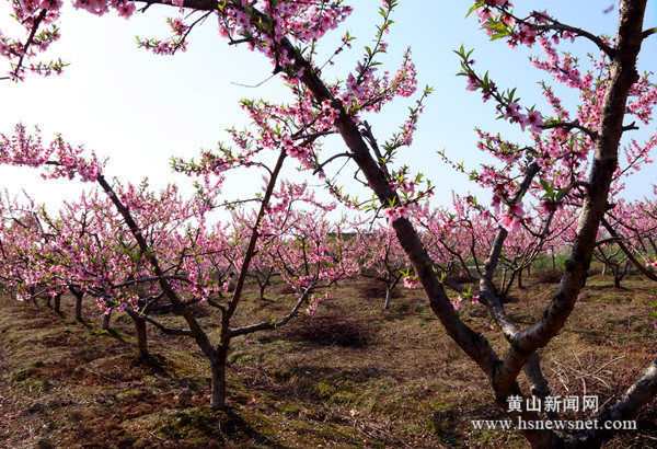 歙县富堨镇园艺场：漫山花开春意浓