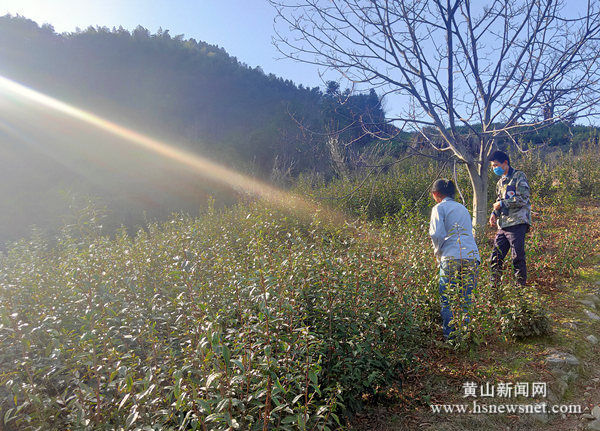 歙县新溪口乡：立足茶产业发展 促进贫困户增收