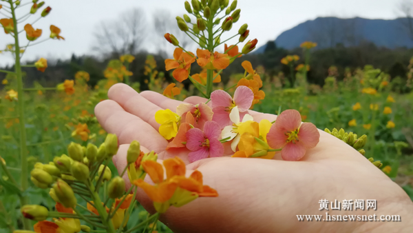 黄山区三口镇：多彩油菜花开正艳