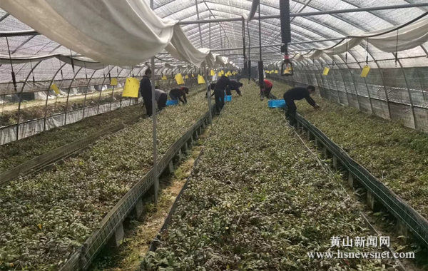 祁门县凫坑村：铁皮石斛喜获丰收