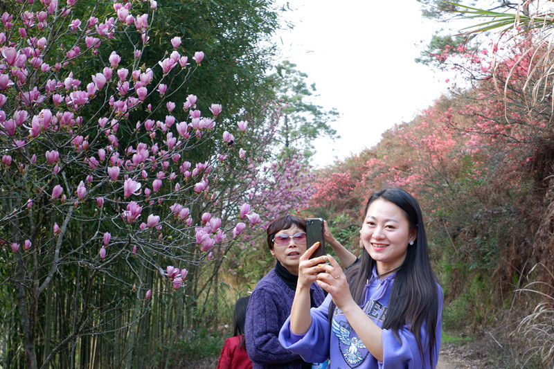 歙县桂林镇：三月春风撩人醉 杜鹃花开不负侬