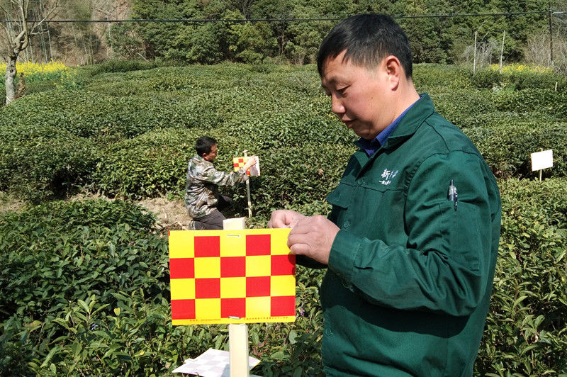 休宁县鹤城乡：“黄板”进茶园粘虫保品质