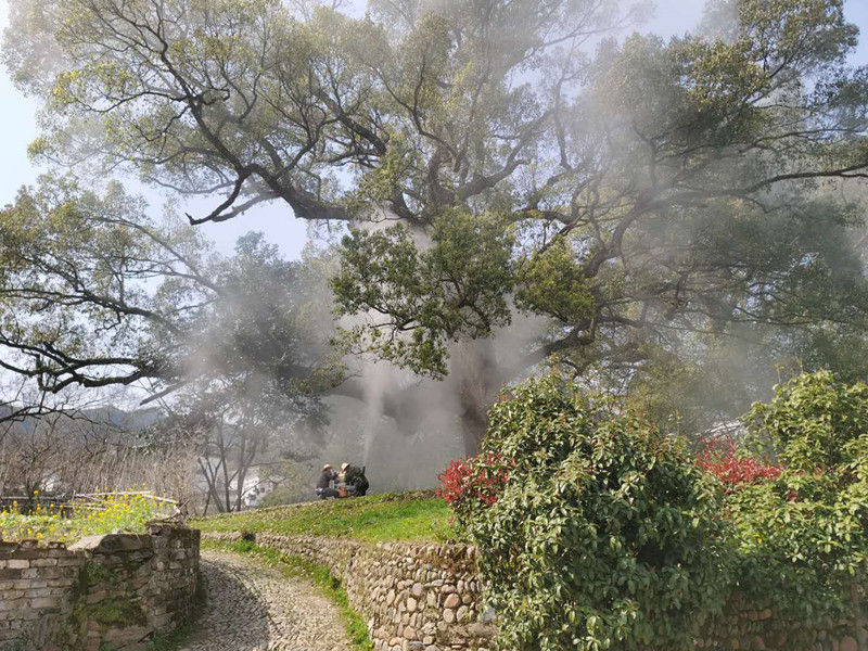 歙县昌溪乡：开展古树病虫害防治 护绿 “歙南第一村”