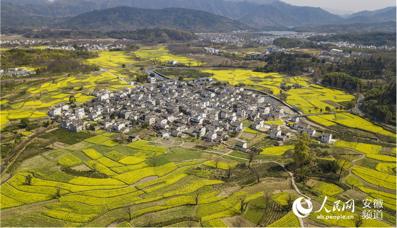 不负春光 黄山逾30万亩油菜进入盛花期