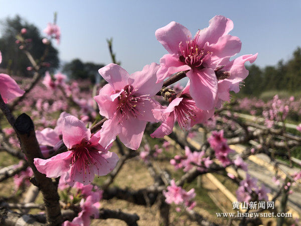 黟县碧阳镇五里村：千亩桃花开正艳 云端赏花春更浓