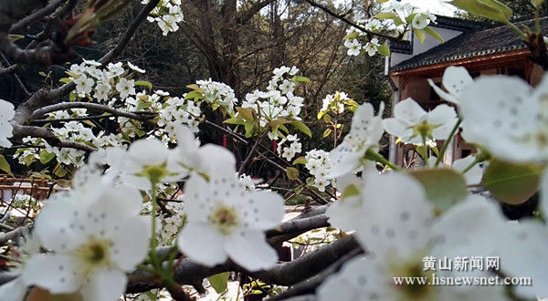 休宁鹤城乡：传统村落梨花笑迎宾