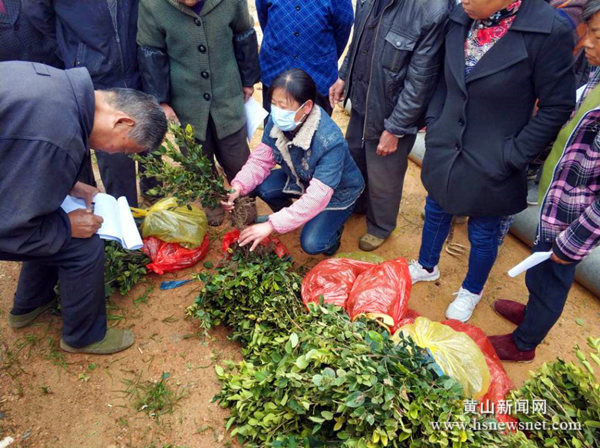 歙县坑口乡：为民送上“增收苗”