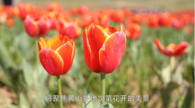 黄山：不负春光不负花期